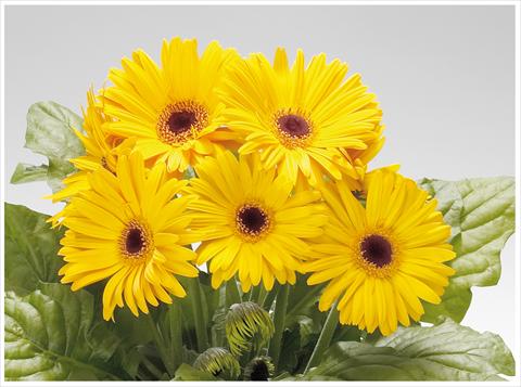 Foto de variedad de flores para ser usadas como: Patio, Maceta Gerbera jamesonii Royal Golden Yellow dark eye