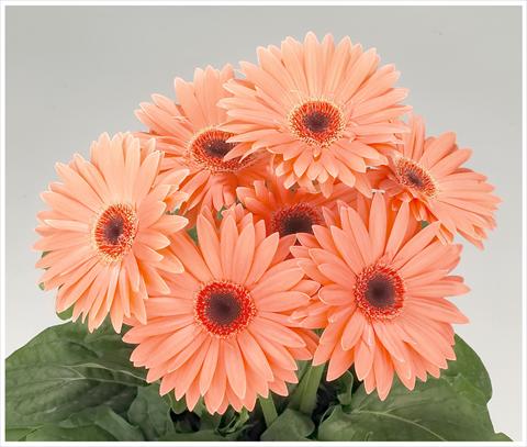 Foto de variedad de flores para ser usadas como: Patio, Maceta Gerbera jamesonii Royal Peach dark eye