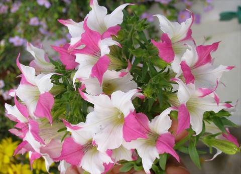 Foto de variedad de flores para ser usadas como: Maceta, planta de temporada, patio Petunia Alpunya