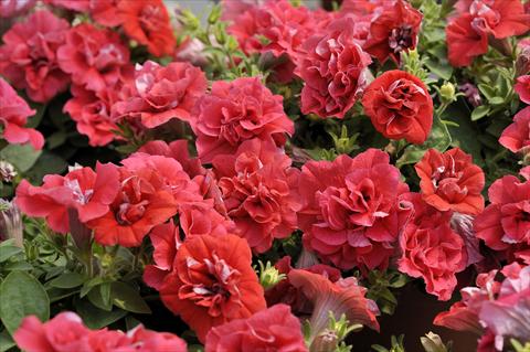 Foto de variedad de flores para ser usadas como: Maceta, patio, Tarrina de colgar Petunia Happy® Double Light Red