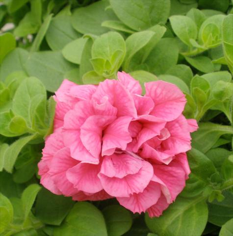 Foto de variedad de flores para ser usadas como: Maceta, patio, Tarrina de colgar Petunia Happy® Double Pink Vein