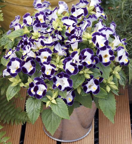 Foto de variedad de flores para ser usadas como: Maceta o Tarrina de colgar Torenia Duchess Blue&White Imp
