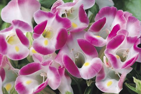 Foto de variedad de flores para ser usadas como: Maceta o Tarrina de colgar Torenia Duchess Pink Imp
