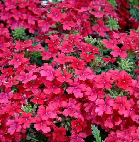 Foto de variedad de flores para ser usadas como: Maceta, patio, Tarrina de colgar Verbena Liga® Valencia Improved