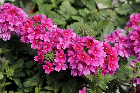 Foto de variedad de flores para ser usadas como: Maceta, patio, Tarrina de colgar Verbena Shangri-La® Pink Improved