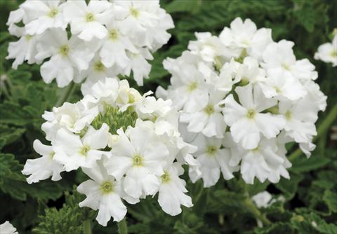 Foto de variedad de flores para ser usadas como: Maceta, patio, Tarrina de colgar Verbena Shangri-La® White Improved