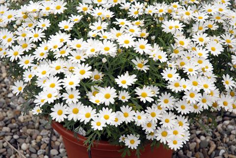 Foto de variedad de flores para ser usadas como: Maceta y planta de temporada Argyranthemum frutescens Honey Star Bianco