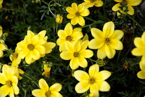 Foto de variedad de flores para ser usadas como: Maceta, planta de temporada, patio Bidens ferulifolia Summerlovers Lemon Star