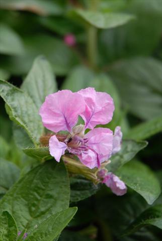 Foto de variedad de flores para ser usadas como: Maceta Cuphea ilavea Vienco Purple Pink