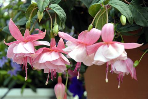 Foto de variedad de flores para ser usadas como: Tarrina de colgar / Maceta Fuchsia Pink Galore