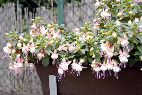 Foto de variedad de flores para ser usadas como: Maceta Fuchsia Summermelody Orient point