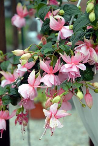 Foto de variedad de flores para ser usadas como: Maceta Fuchsia Swingtime