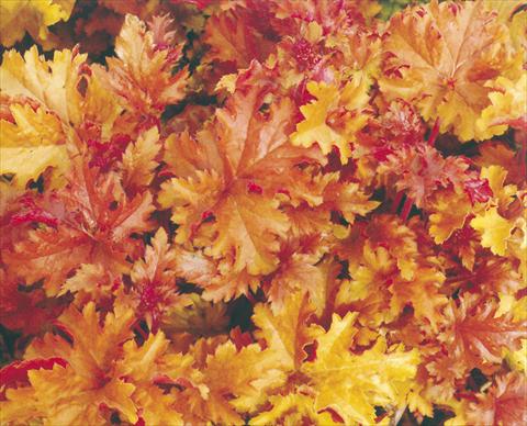 Foto de variedad de flores para ser usadas como: Planta de temporada / borde del macizo Heuchera hybrida Amber Waves