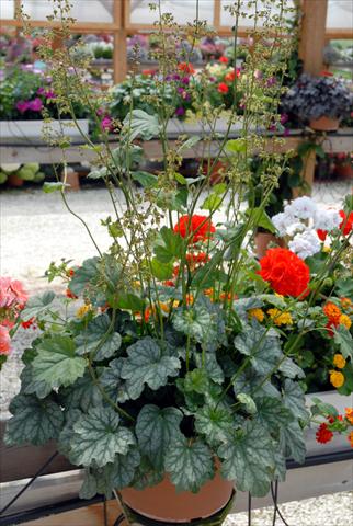 Foto de variedad de flores para ser usadas como: Planta de temporada / borde del macizo Heuchera americana Palace