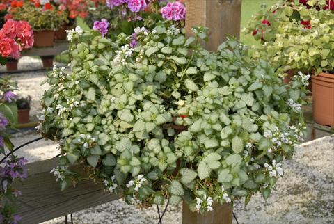 Foto de variedad de flores para ser usadas como: Maceta, patio, Tarrina de colgar Lamiastrum White Nancy