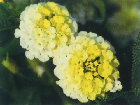 Foto de variedad de flores para ser usadas como: Maceta o Tarrina de colgar Lantana camara Simon Lemon