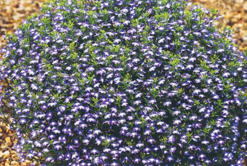 Foto de variedad de flores para ser usadas como: Maceta, planta de temporada, patio Lobelia hybrida Suntropics Blue