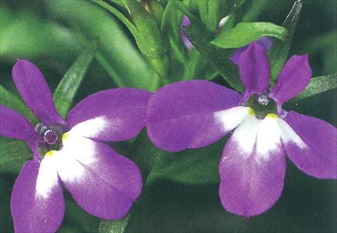 Foto de variedad de flores para ser usadas como: Maceta, planta de temporada, patio Lobelia richardii Purple Angel