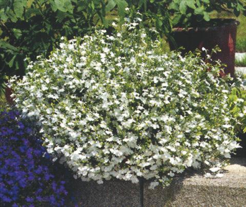 Foto de variedad de flores para ser usadas como: Maceta, planta de temporada, patio Lobelia richardii White Angel