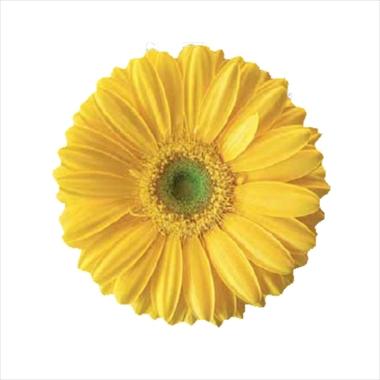 Foto de variedad de flores para ser usadas como: Flor cortada Gerbera jamesonii Yellow Magic