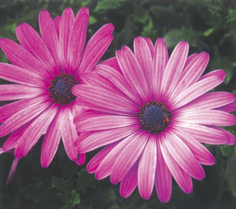 Foto de variedad de flores para ser usadas como: Maceta y planta de temporada Osteospermum Impassion Grand Rose