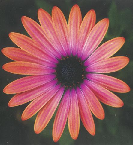 Foto de variedad de flores para ser usadas como: Maceta y planta de temporada Osteospermum Impassion Orange Pink