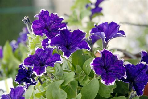 Foto de variedad de flores para ser usadas como: Maceta, planta de temporada, patio Petunia Sunpleasure Happy Evita Blu-White
