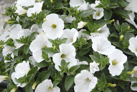 Foto de variedad de flores para ser usadas como: Maceta, planta de temporada, patio Petunia Sunpleasure Pure White Patio Bianco