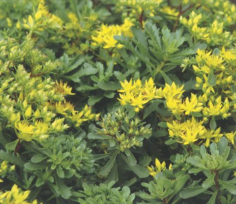 Foto de variedad de flores para ser usadas como: Tarrina de colgar / Maceta Sedum floriferum Weihenstephaner Gold