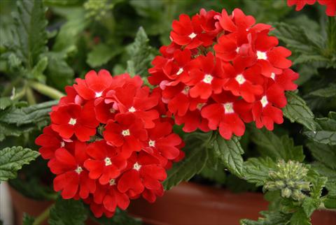 Foto de variedad de flores para ser usadas como: Maceta, patio, Tarrina de colgar Verbena Star Dreams Red