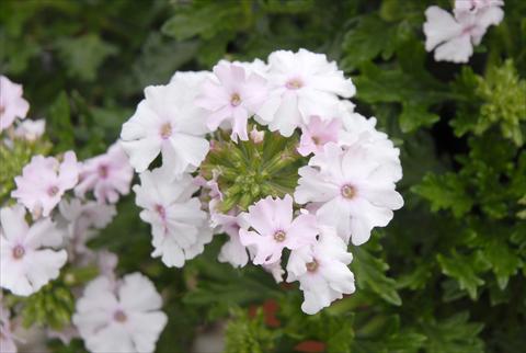 Foto de variedad de flores para ser usadas como: Maceta o cesta de trasplante Verbena Velox Soft Pink