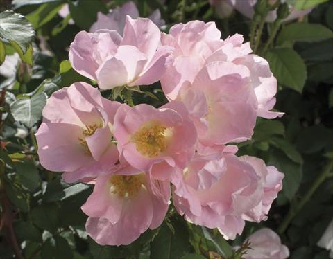 Foto de variedad de flores para ser usadas como: Maceta y planta de temporada Rosa paesaggistica Alaska®