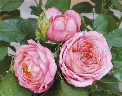 Foto de variedad de flores para ser usadas como: Maceta y planta de temporada Rosa paesaggistica Candia® Romantica®