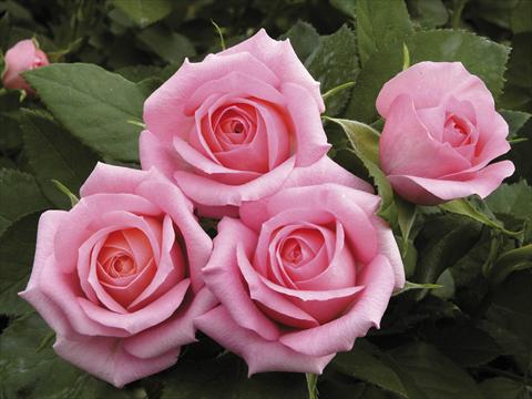 Foto de variedad de flores para ser usadas como: Maceta y planta de temporada Rosa paesaggistica Candy Meillandina® Plus
