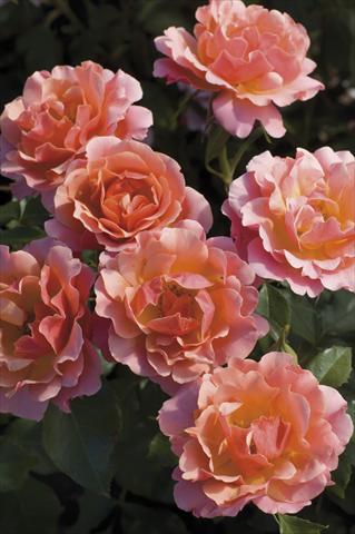 Foto de variedad de flores para ser usadas como: Maceta y planta de temporada Rosa floribunda Charleston®