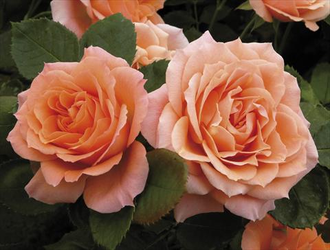 Foto de variedad de flores para ser usadas como: Maceta y planta de temporada Rosa paesaggistica Colibri® Meillandina® Plus