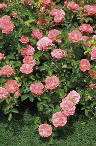 Foto de variedad de flores para ser usadas como: Maceta y planta de temporada Rosa floribunda Coral Drift