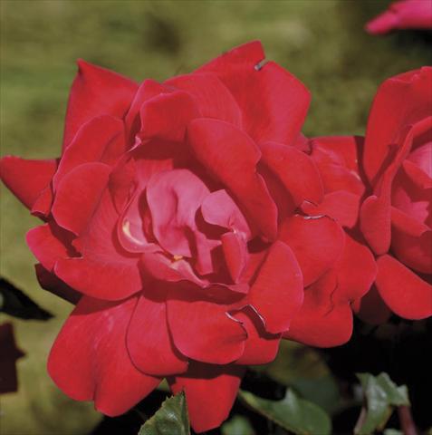 Foto de variedad de flores para ser usadas como: Maceta y planta de temporada Rosa paesaggistica Double Knock Out®