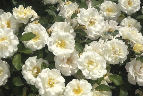Foto de variedad de flores para ser usadas como: Maceta y planta de temporada Rosa paesaggistica Ivory Drift®