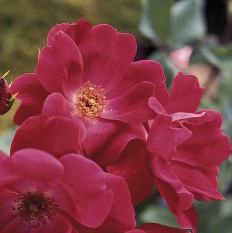 Foto de variedad de flores para ser usadas como: Maceta y planta de temporada Rosa paesaggistica Knock Out®