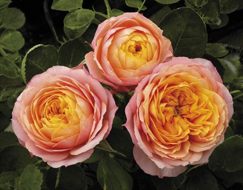 Foto de variedad de flores para ser usadas como: Maceta y planta de temporada Rosa paesaggistica Mango® Romantica®