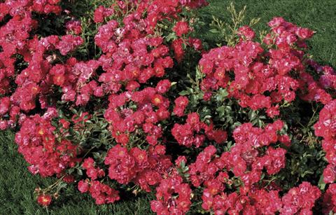 Foto de variedad de flores para ser usadas como: Maceta y planta de temporada Rosa paesaggistica Nature® Meidiland®