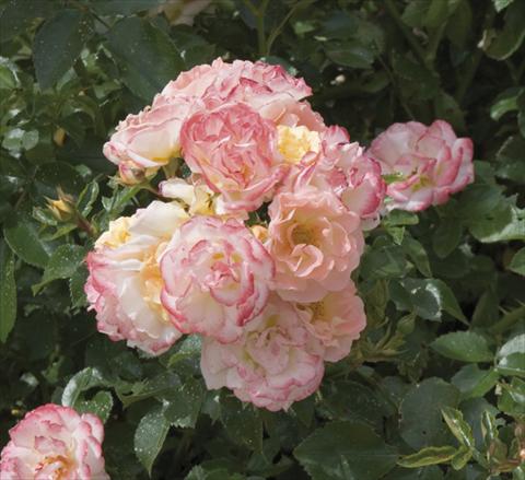 Foto de variedad de flores para ser usadas como: Maceta y planta de temporada Rosa paesaggistica Peach Compact Meidiland®