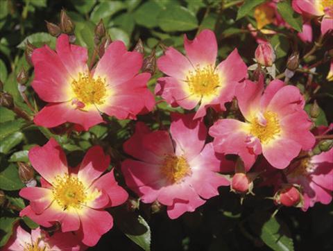 Foto de variedad de flores para ser usadas como: Maceta y planta de temporada Rosa paesaggistica Pink Drift®