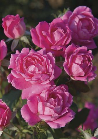 Foto de variedad de flores para ser usadas como: Maceta y planta de temporada Rosa paesaggistica Pink Double Knock Out®