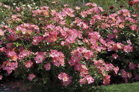 Foto de variedad de flores para ser usadas como: Maceta y planta de temporada Rosa paesaggistica Pretty® Girl Meidiland®