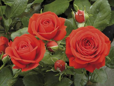 Foto de variedad de flores para ser usadas como: Maceta y planta de temporada Rosa paesaggistica Red Meillandina® Plus