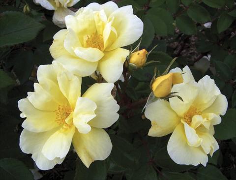 Foto de variedad de flores para ser usadas como: Maceta y planta de temporada Rosa paesaggistica Sunny Knock Out®
