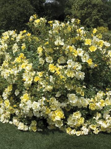 Foto de variedad de flores para ser usadas como: Maceta y planta de temporada Rosa paesaggistica Yellow Meidiland®