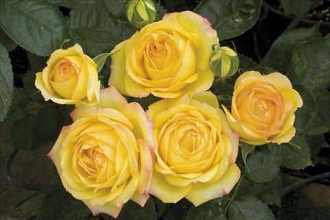 Foto de variedad de flores para ser usadas como: Maceta y planta de temporada Rosa paesaggistica Yellow Meillandina® Plus